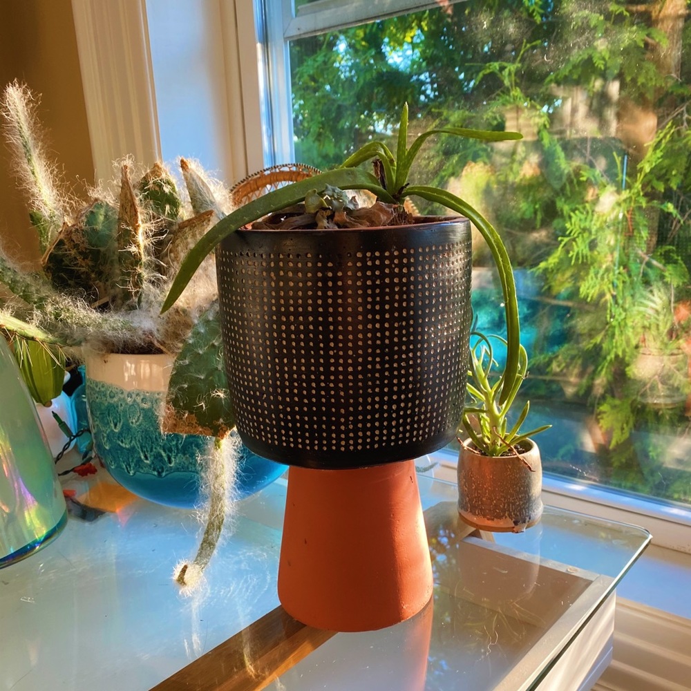 Handmade By Me Planter Terracota Dot 🔮 - Picture 4 of 16